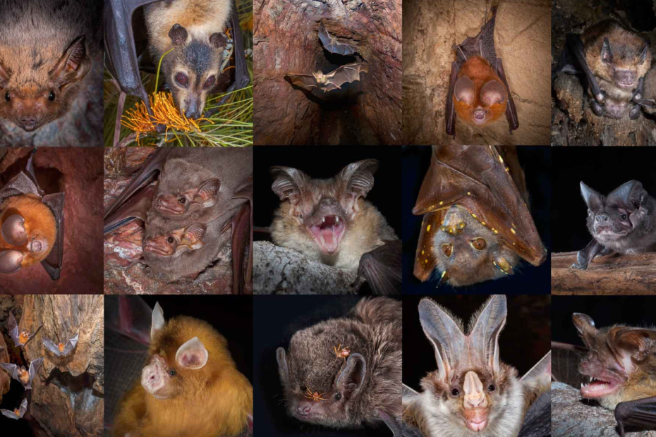 Wild Guide to Australian Bats – Free Download - Bats and Trees Society ...